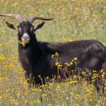 15 Black Goat Breeds