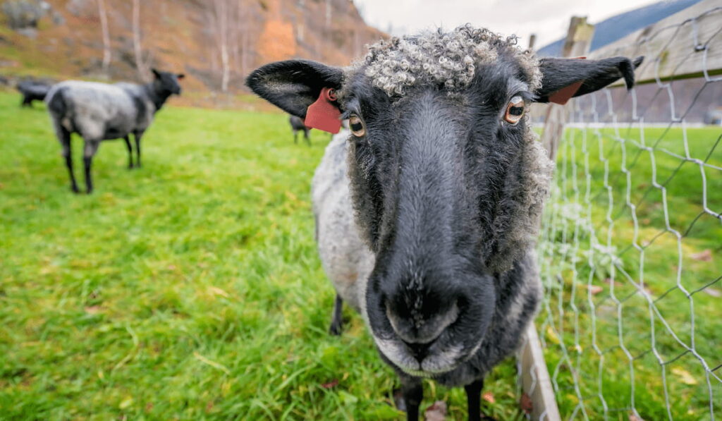 goat head closeup