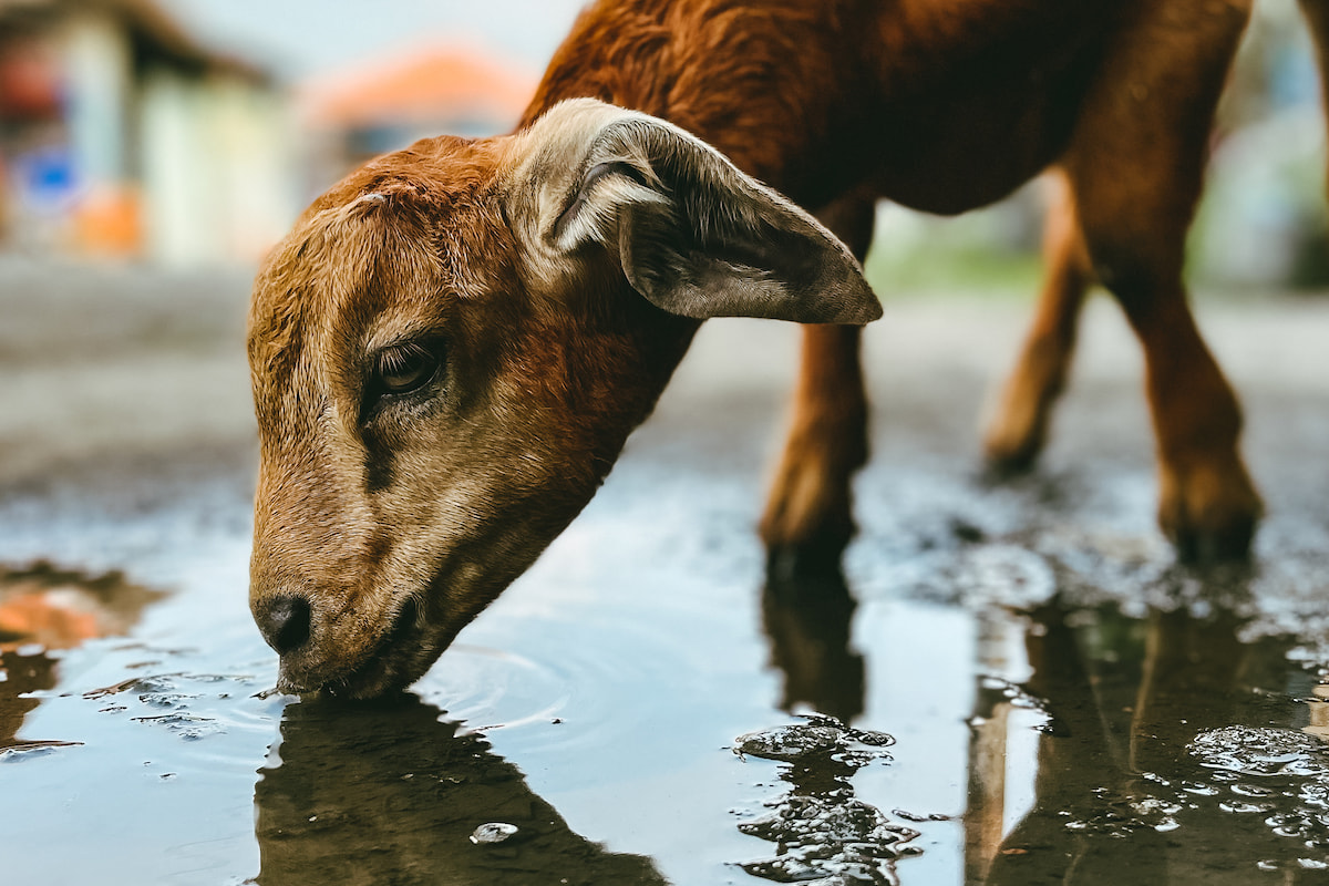 6 Tips for Providing Water to Your Goats - Farmhouse Guide