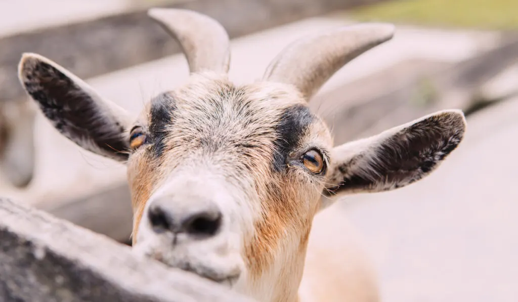 goat sneeking in wooden corral pen 