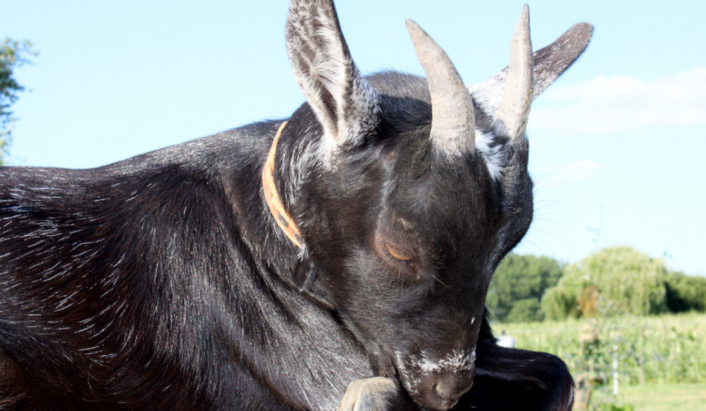 goat with big horns lying with her head
