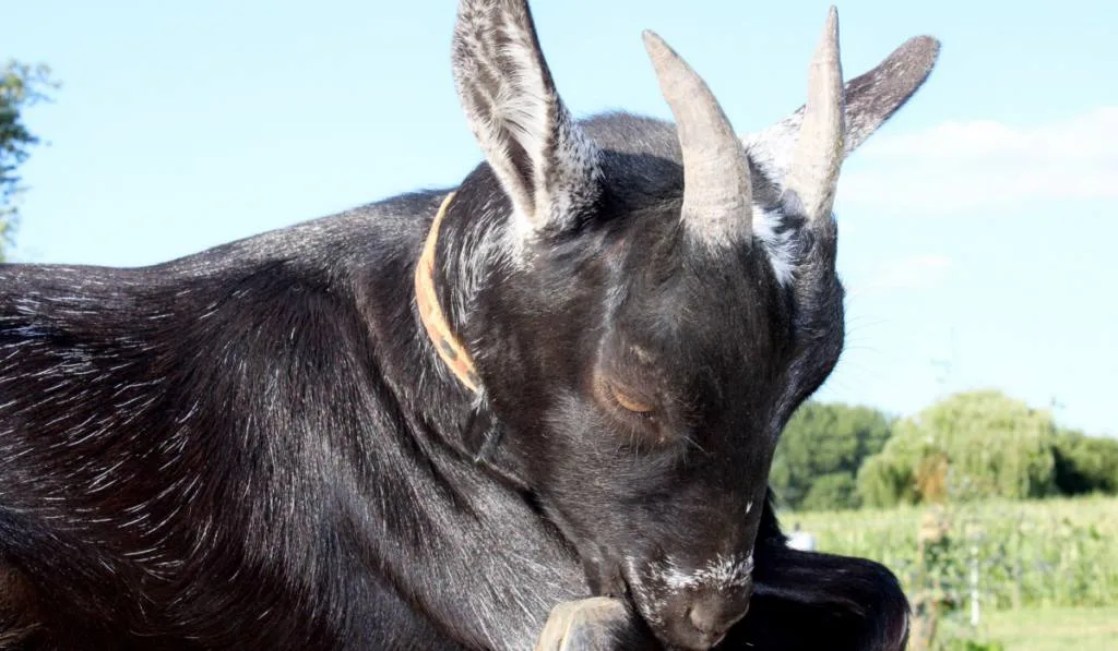 goat with big horns lying with her head