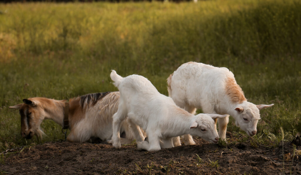 goat with her two kids resting and eating grass