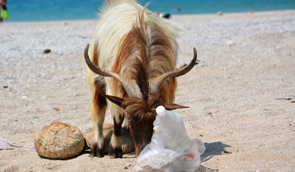 goat with horn eating plastic with plastic bottle in the beach