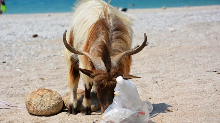 goat-with-horn-eating-plastic-with-plastic-bottle-in-the-beach