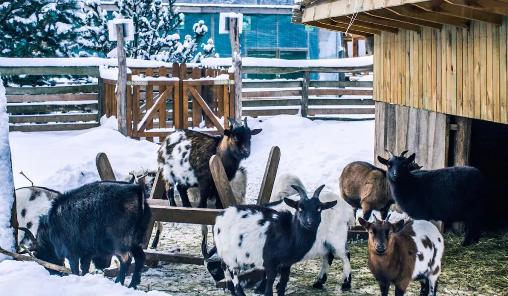 goats and their corral during winter