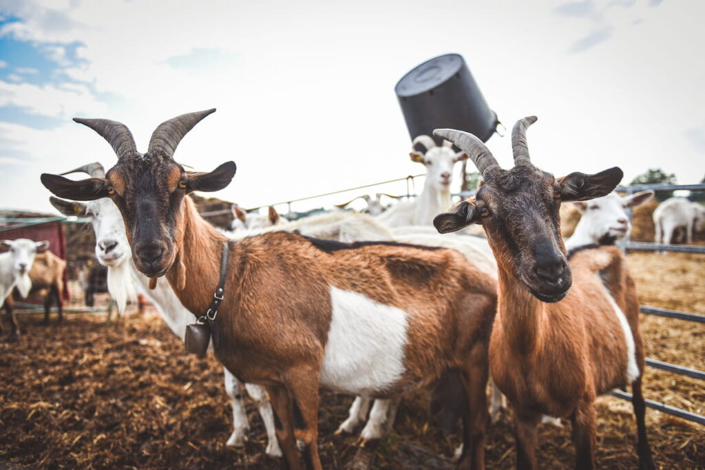 goats at farm