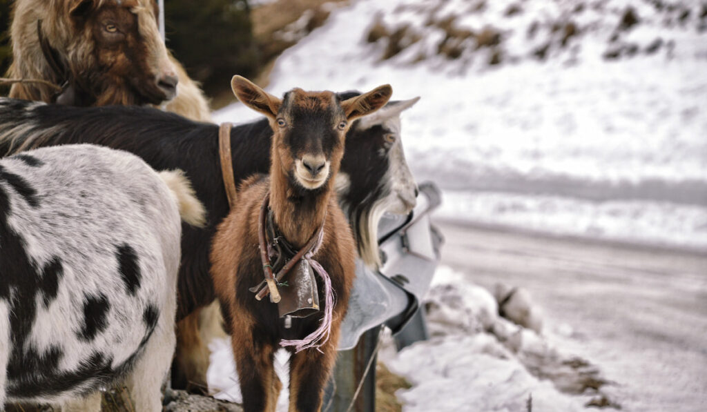 goats on snowy road 