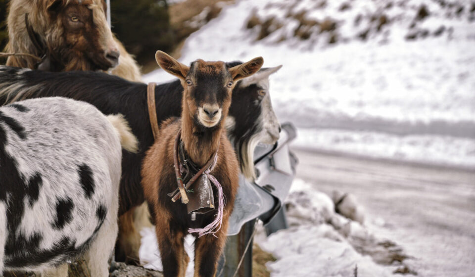How to Keep Goats Warm In the Winter The Ultimate Guide Farmhouse Guide