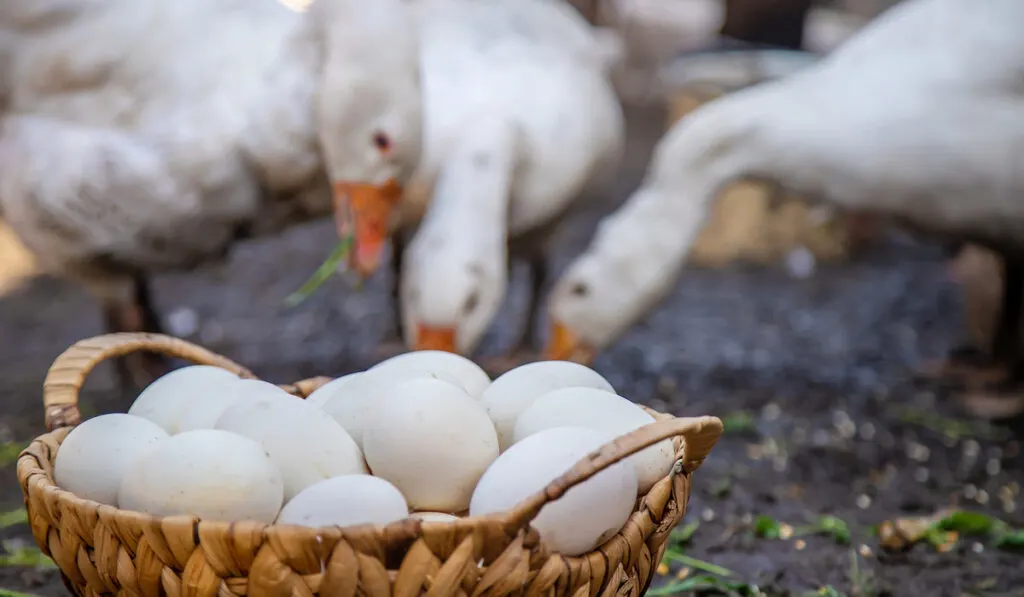 goose eggs in a basket and goose in the background