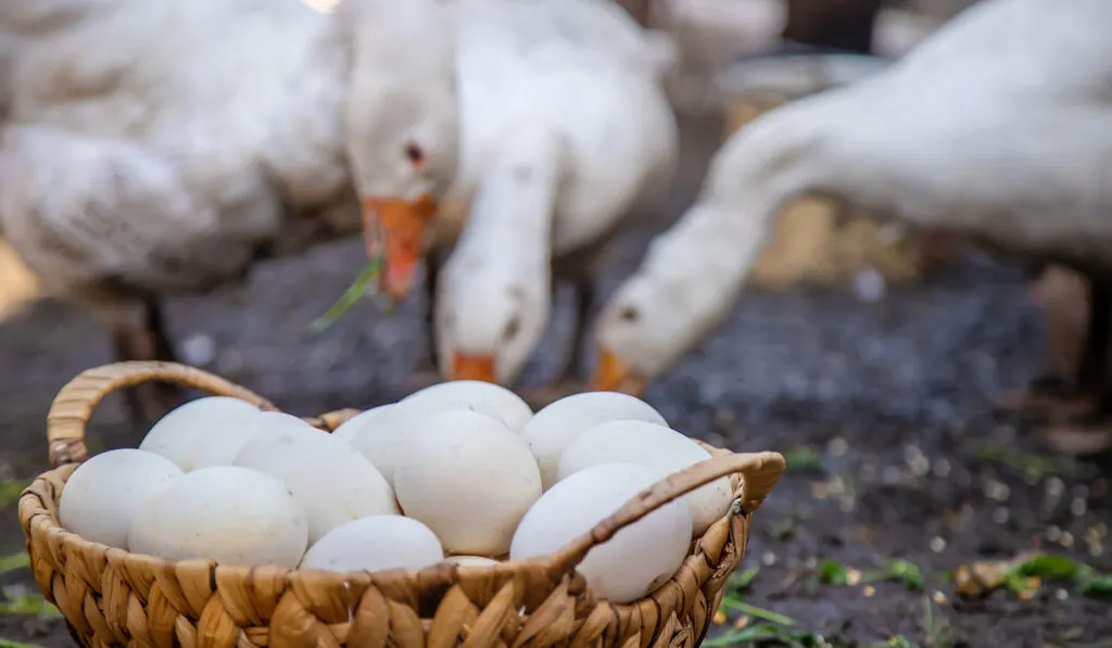 goose eggs in a basket and goose in the background 