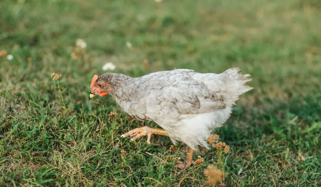 gray chick running on green grass finding food