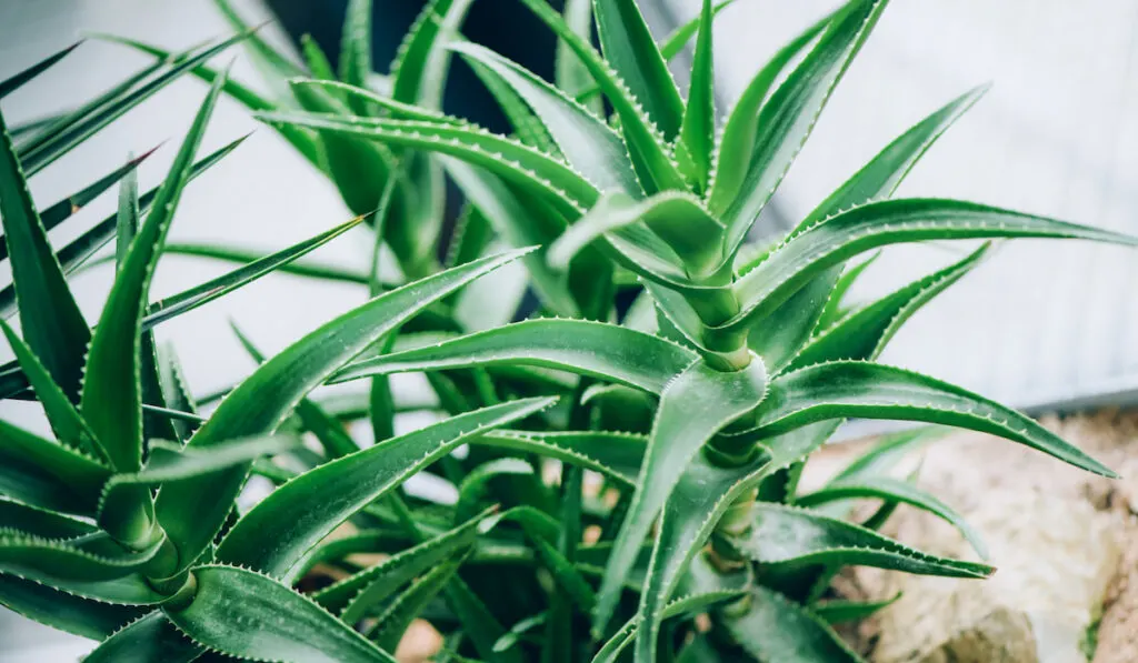 green aloe vera tropical plants 