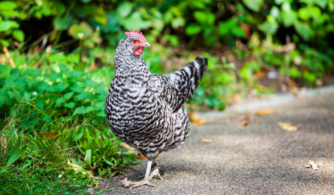 Can Chickens Eat Fish and Fish Bones? Farmhouse Guide