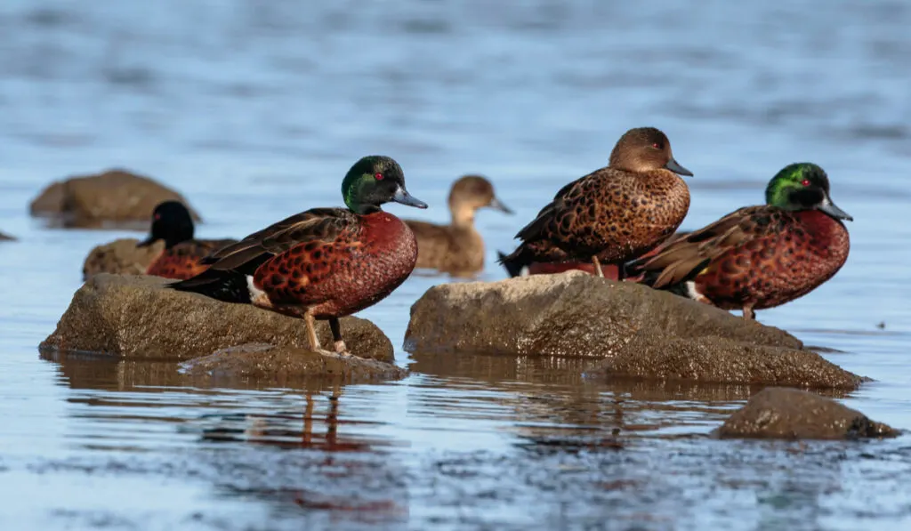 group of Chestnut Teal ducks standing on stones on lake 