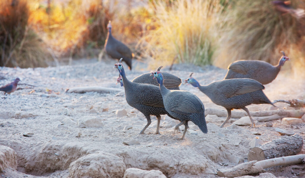 group of Guineafowl 