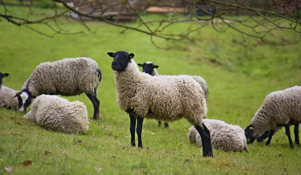 group of Romanov sheep on meadow