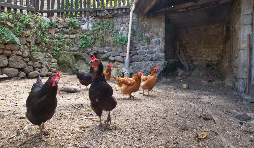 group of chickens in the yard 