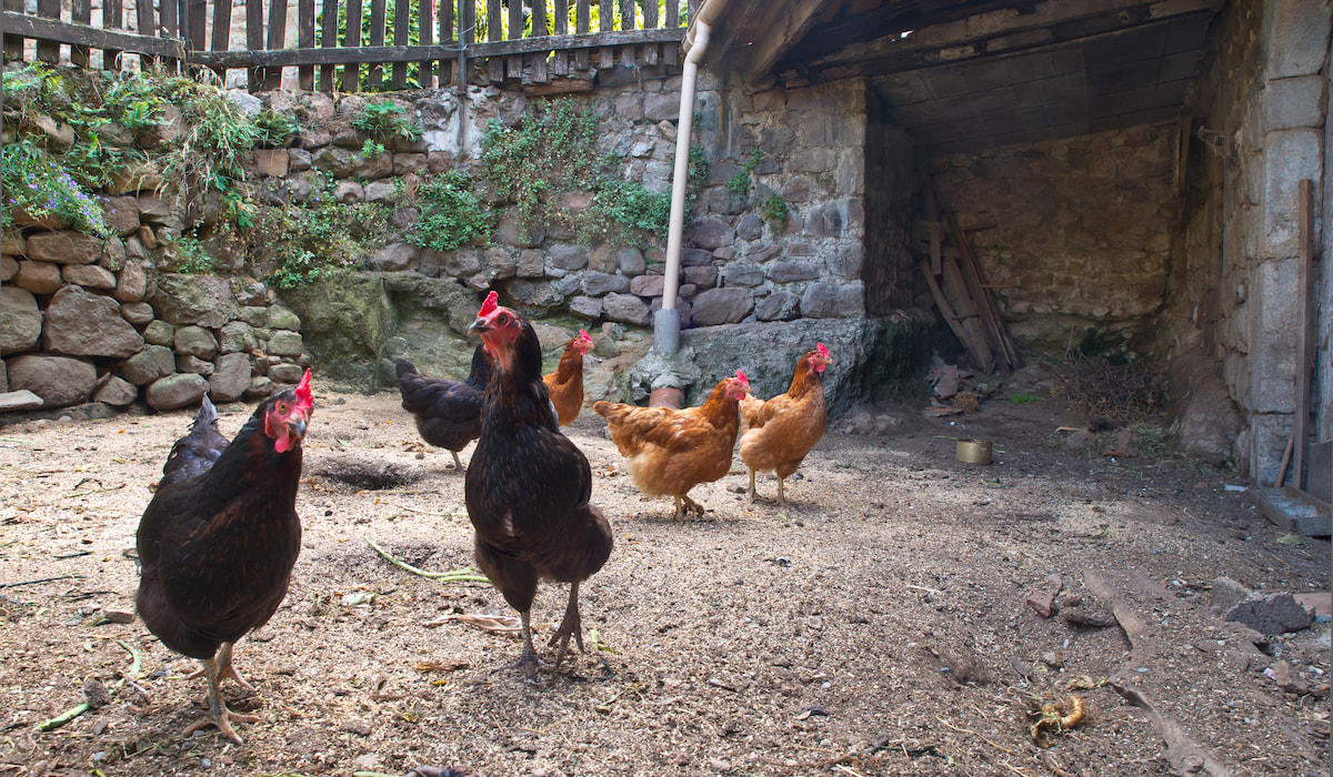 Why Your Ducks Are Attacking Your Chickens and What to Do Farmhouse Guide