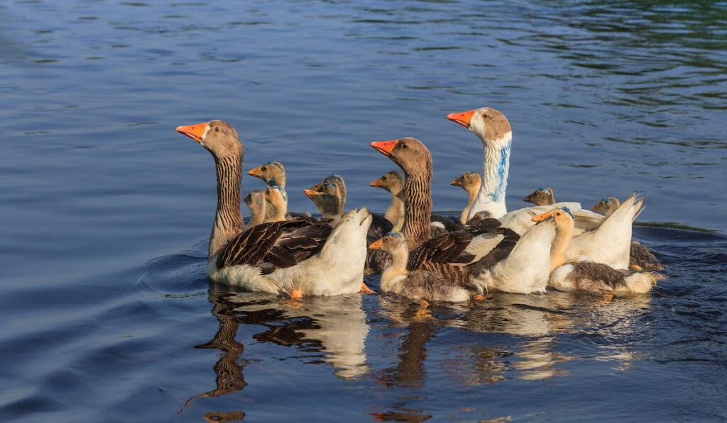 group of domestic geese on the lake