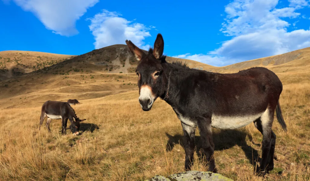 group of donkeys grazing 