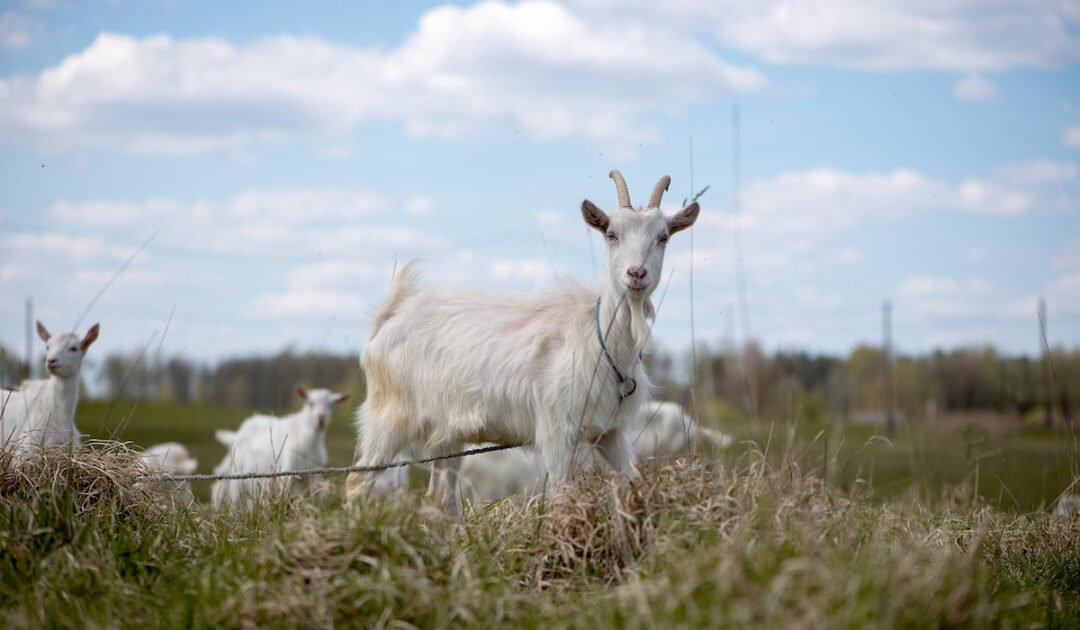 Can Goats Eat Pineapple? Farmhouse Guide