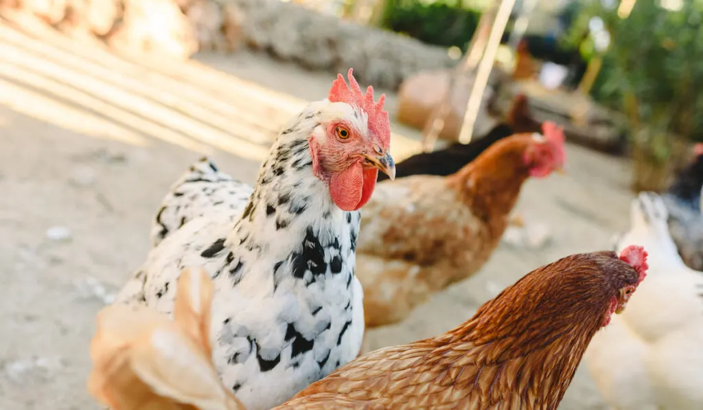 group of hens on a farm