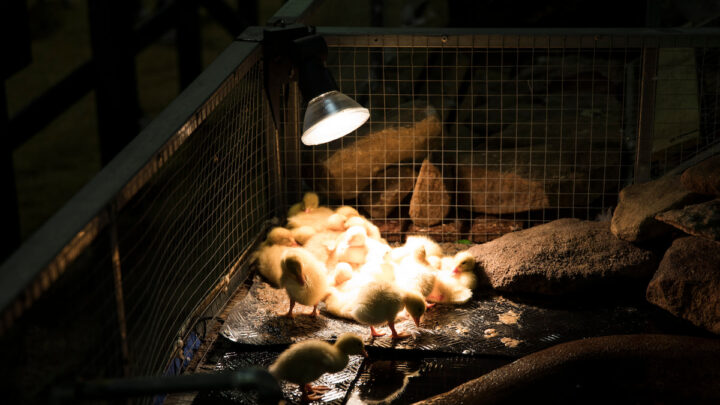 group-of-newborn-yellow-ducklings-under-heat-lamp