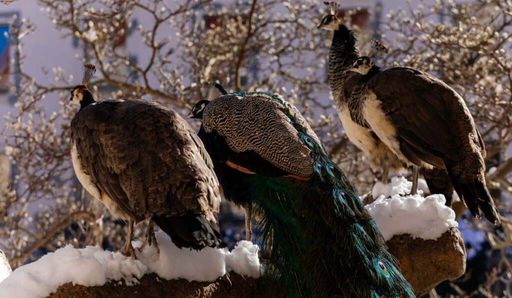 group of peacock resting on the tree branch with snow