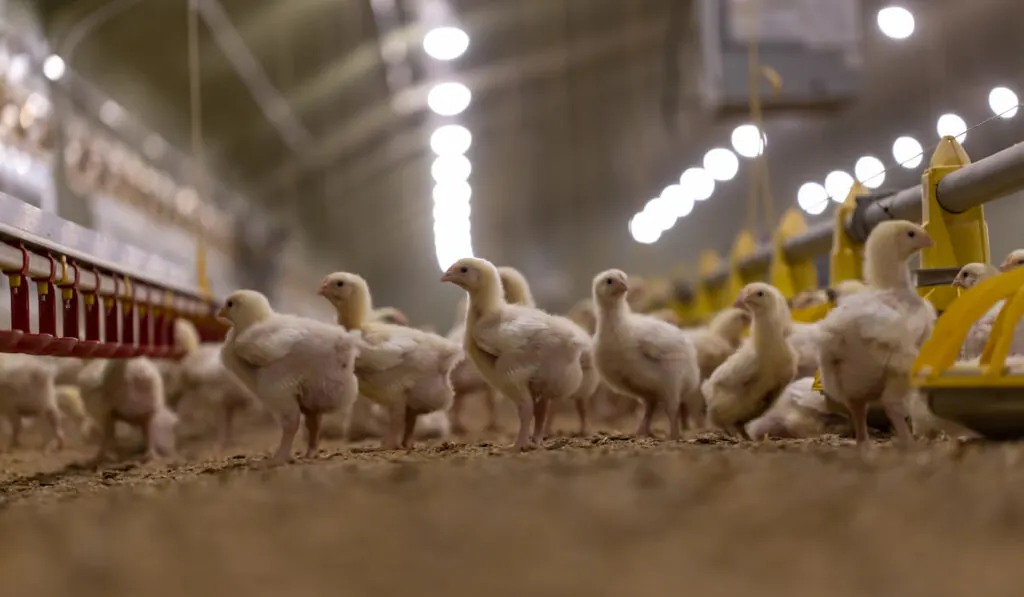 group of small chickens in poultry farm 