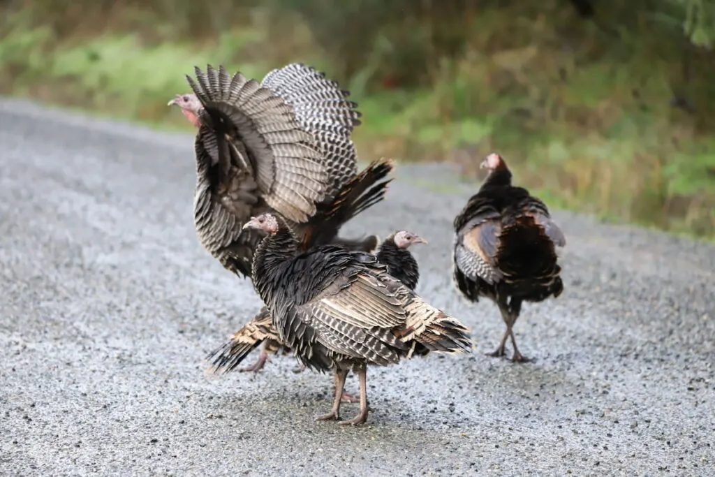 group of turkeys wandering on the road