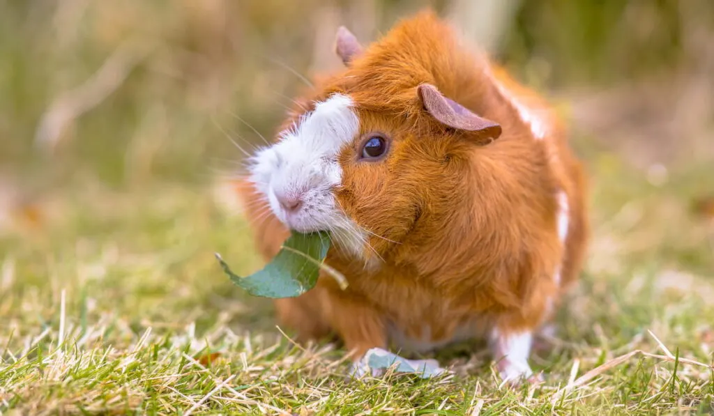 Guinea pig clearance meat for sale