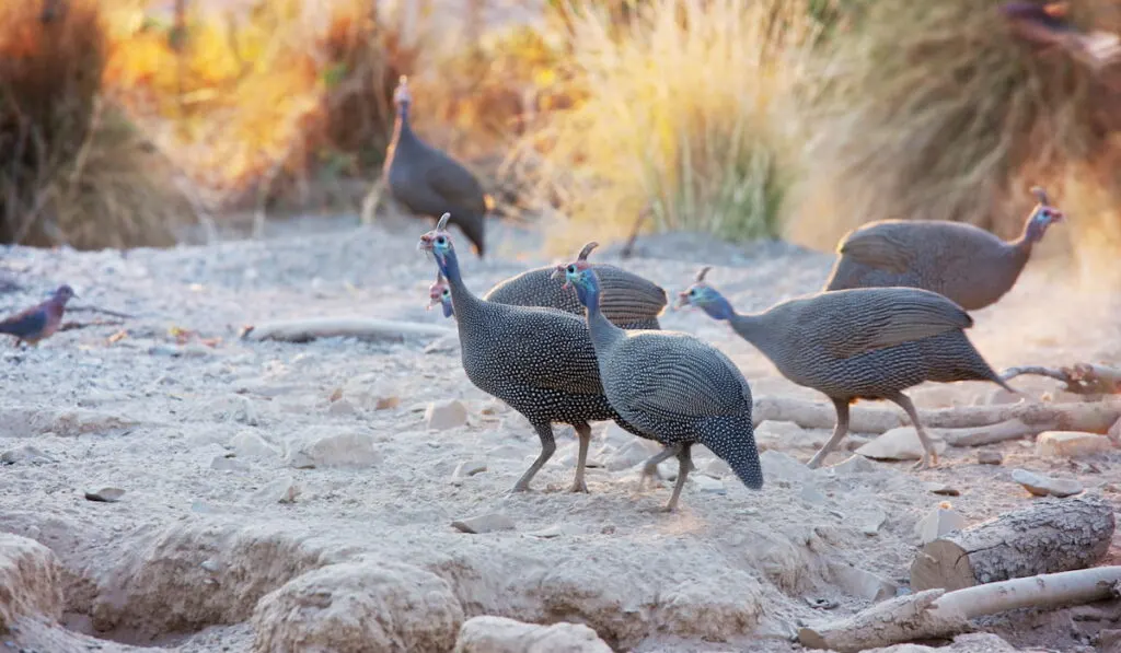 guinea fowl 