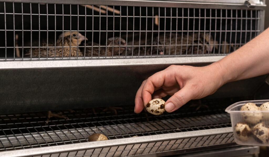 hand collecting quail eggs from quail coop 
