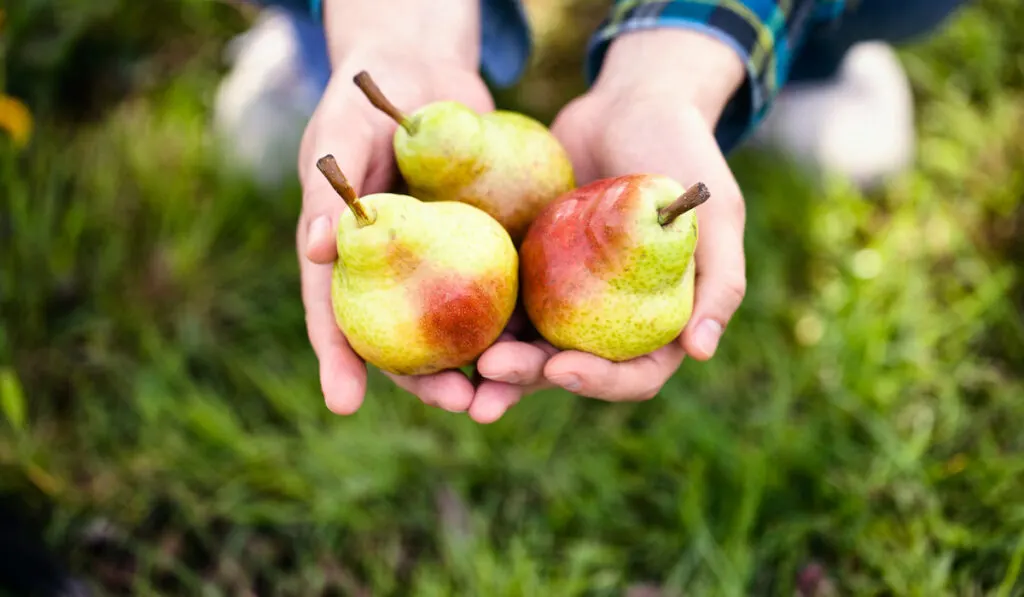 hand of a man holding three pieces of pears