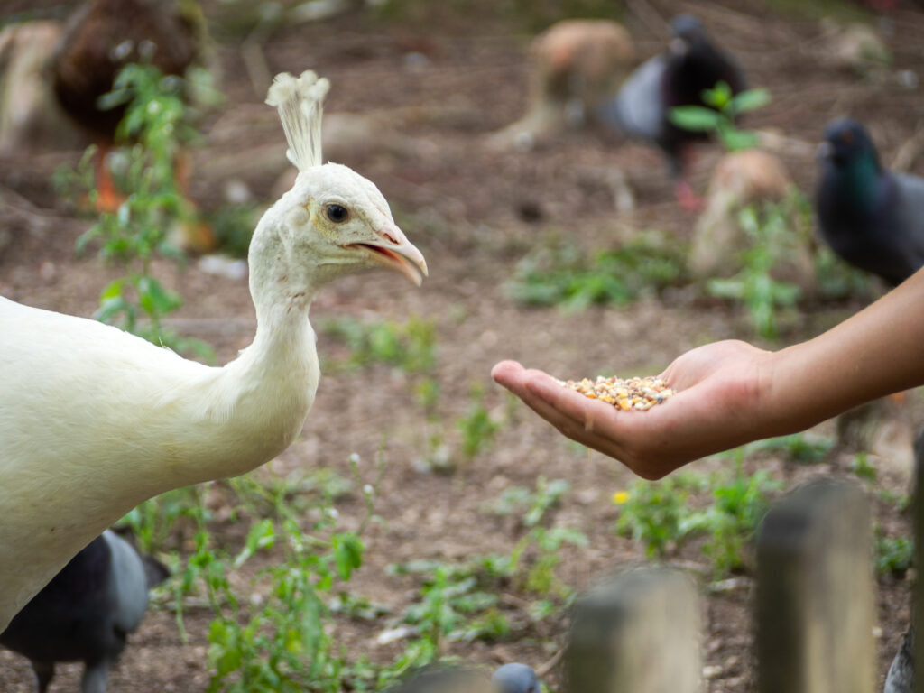 hand of a woman feeding white peacock 