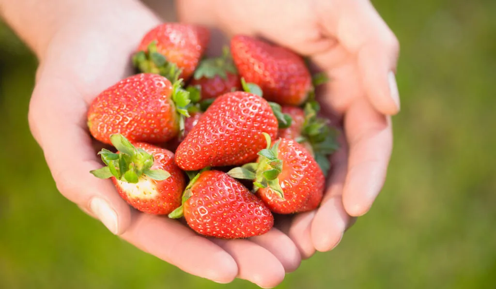 hand of a woman holding fresh strawberries 