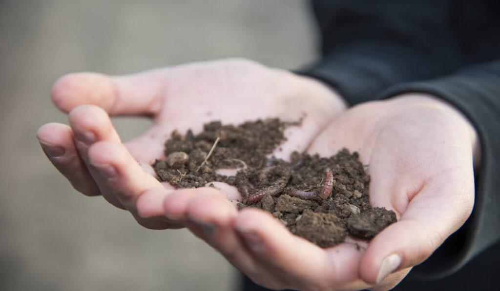 hands holding soil with worms