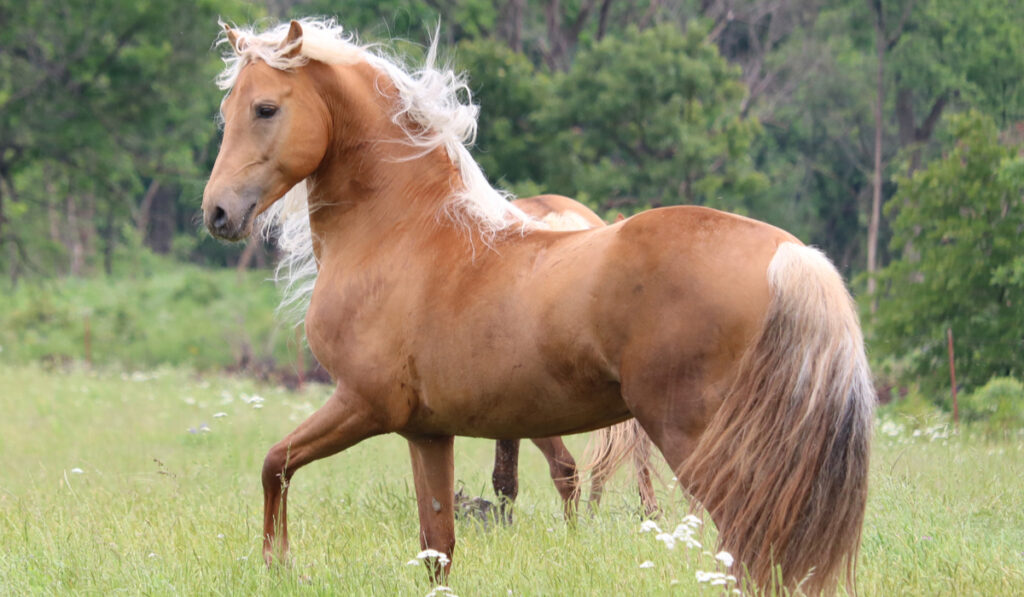 handsome studly morgan stallion horse in open field 