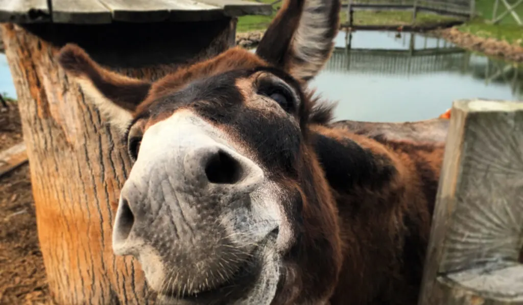 happy donkey on a farm 