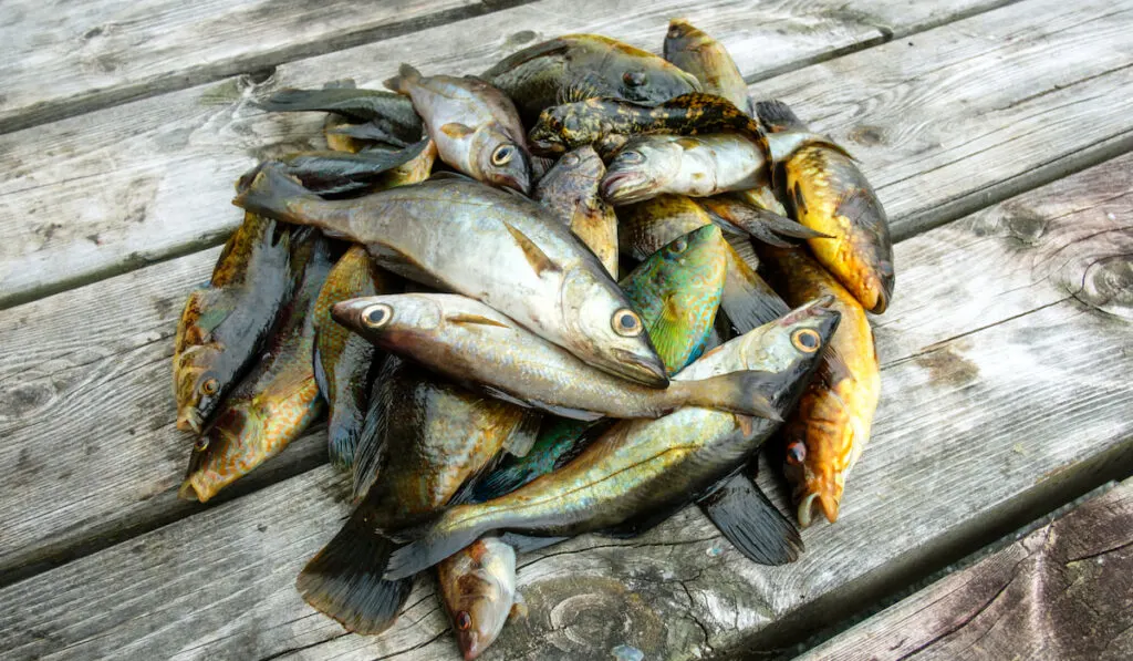 heap of different raw fish 