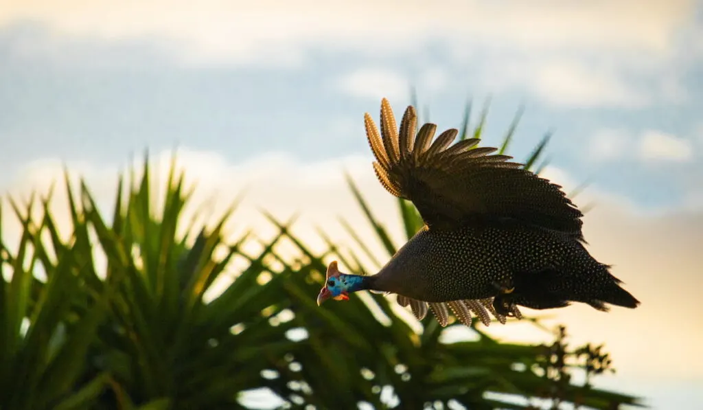 Helmeted African guinea fowl bird in mid flight