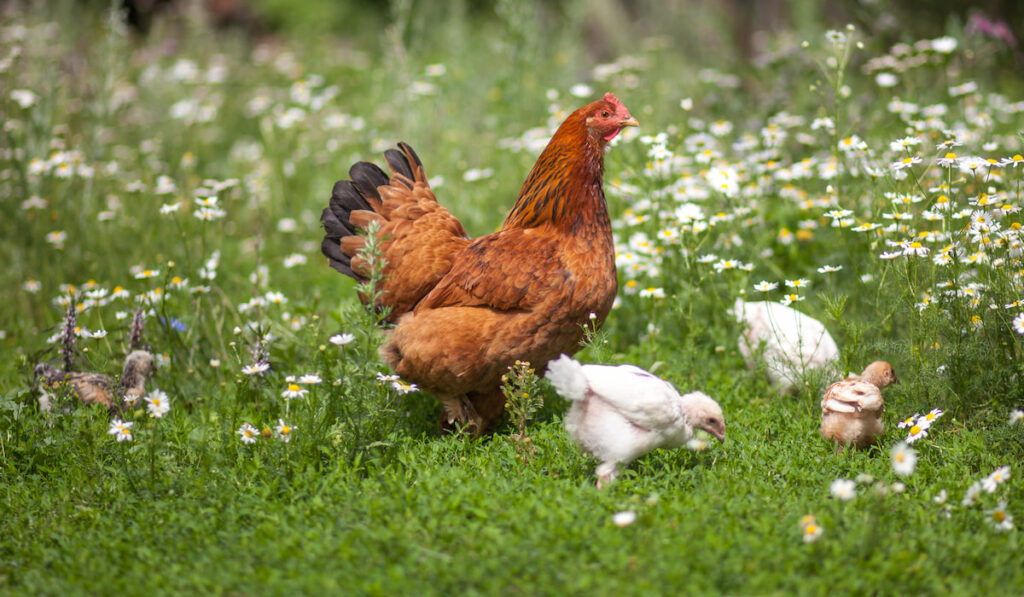 hen and chickens on green lawn with flowers in organic farm 