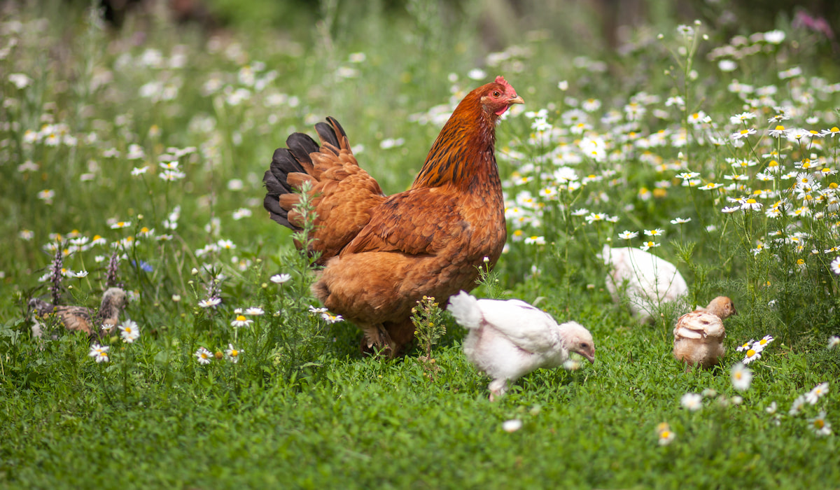 Can Chickens Eat Beef? Farmhouse Guide