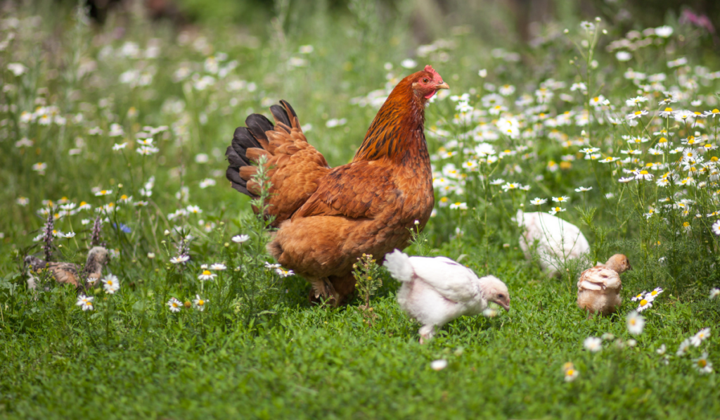 hen and chick on fields of flower and grass