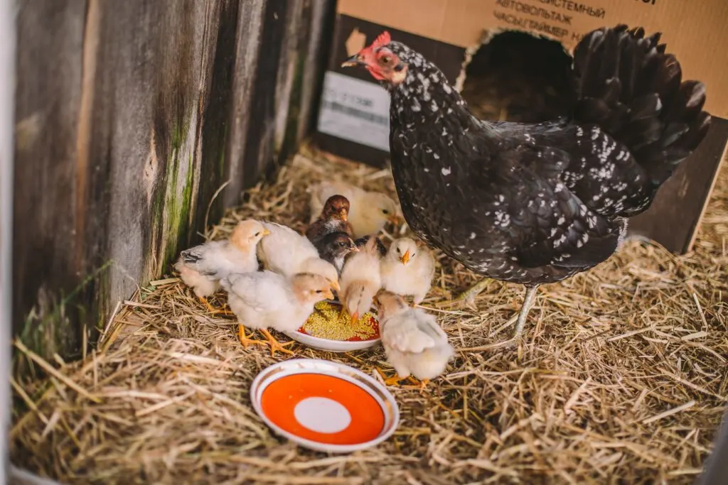 mother hen looking after her chicks eating