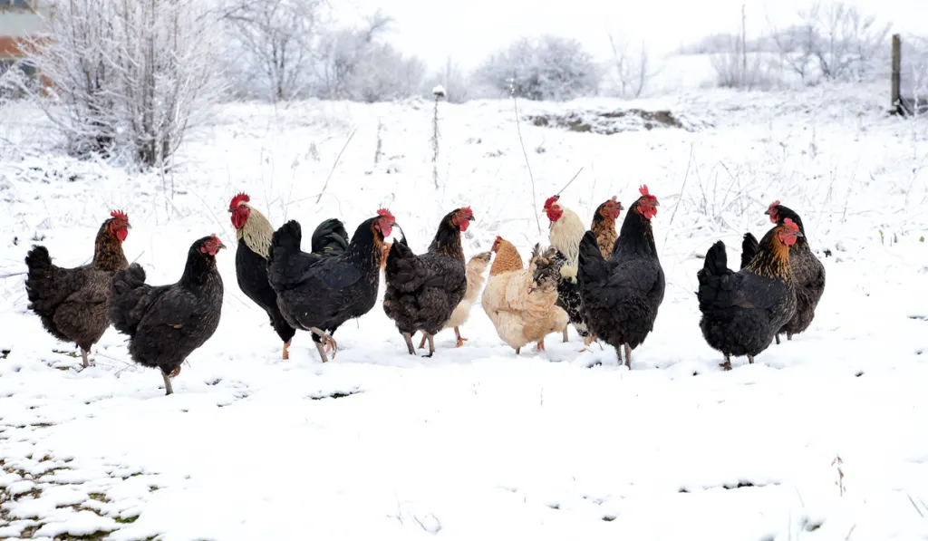 hens and roosters are walking through snow