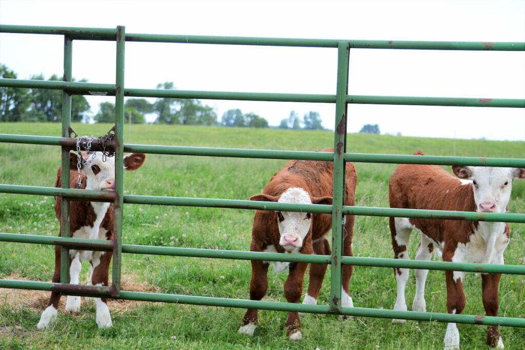 hereford calves on the farm 
