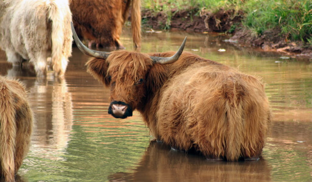 highland cow in the lake 
