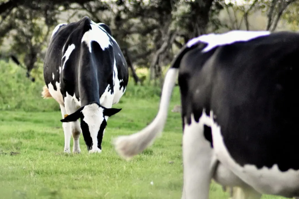 holstein cows in the farmers field